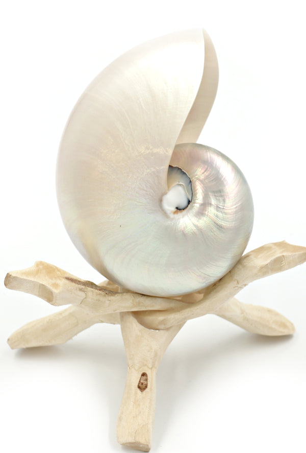 Premium White Pearled Nautilus Shell